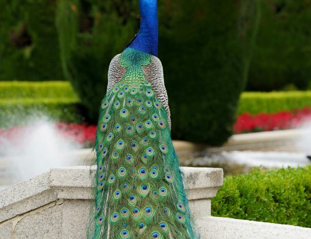 Retiro Park 3